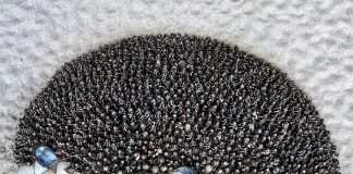 Artist Anna Chan Creates Beautiful Animal Sculptures Using Seashells ( Amazing 14 Pics )